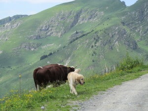 abundance cow in mountain pasture